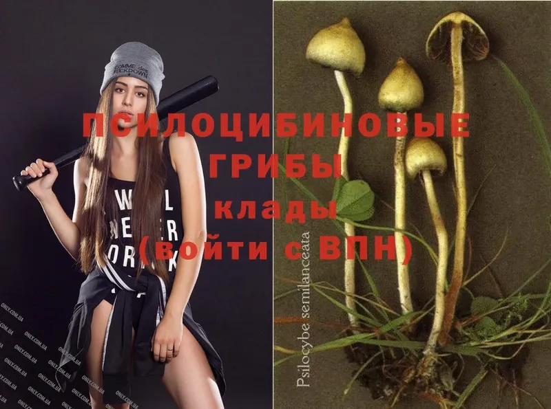 Галлюциногенные грибы Psilocybine cubensis  даркнет сайт  Каменногорск 